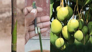 How To Grafting On Mango Tree | @gardening4u11
