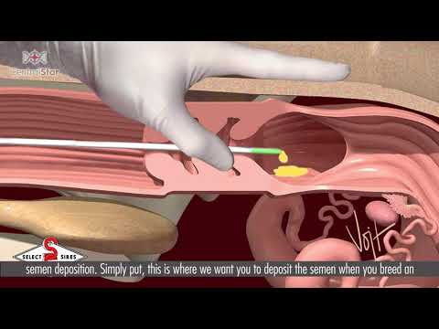 Navigate Your Dairy features bovine reproductive tract