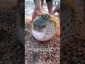Pufferfish 🐡 Puffing Up for Survival!