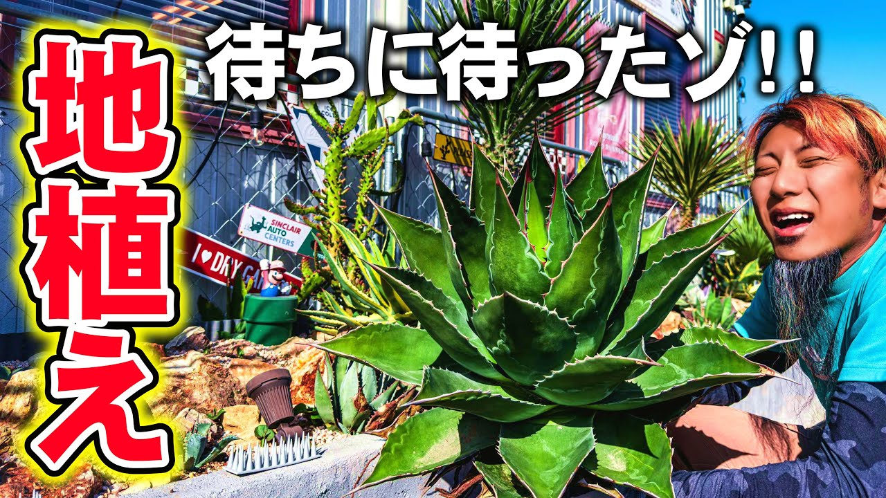 ハビタットスタイル】予算1万円以下で作るミニドライガーデンDIY No
