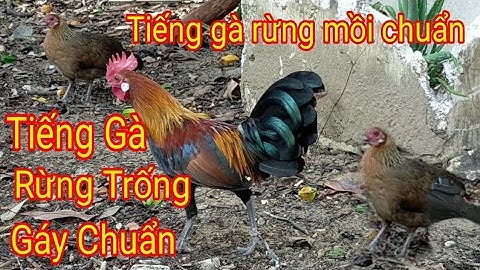 Tiếng gà rừng trống gáy | Gà rừng gáy hay | Lau qaib qus qua zoo | Qaib Qus