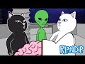 Nerms Anatomy - A RIPNDIP STORY