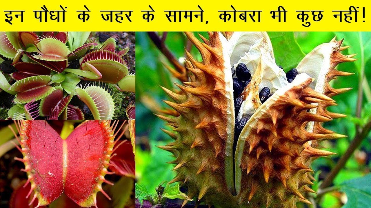 10 2020 Top 10 Poisonous Plants In India In 10-2020-top-10-poisonous-plants-in-india-in