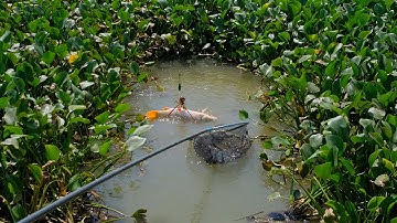 Câu cá chép , cá rô phi khổng lồ sông tự nhiên