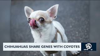 Chihuahuas share genes with coyotes