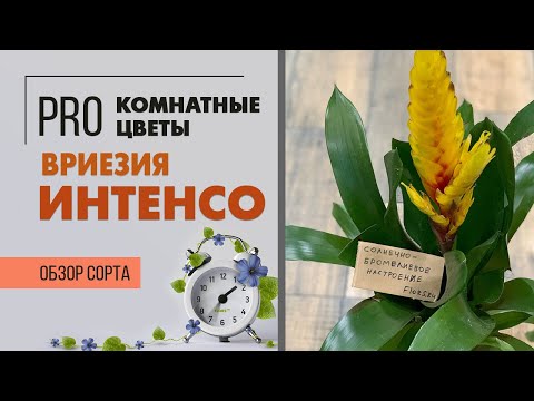 Вриезия интенсо желтая | Бромелия, создающая солнечное настроение | Гузмания? Нет, это ее сестра.