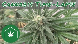 How to Grow Cannabis Time Lapse
