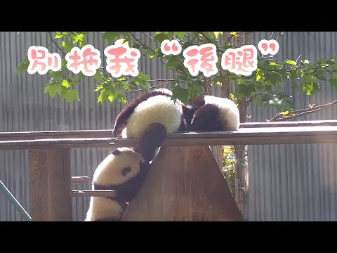 《熊貓早晚安》沒有熊比我更適合這個寶座 | iPanda熊貓頻道