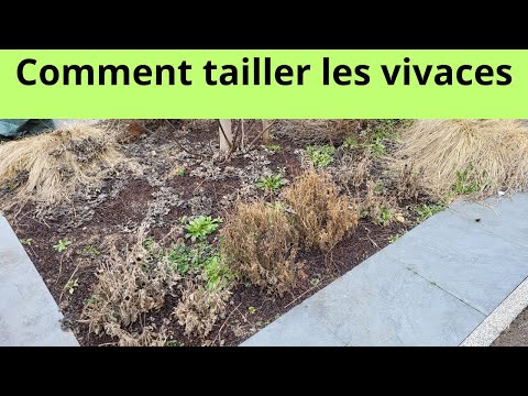 Vidéo: Quand faut-il tailler les vivaces ?