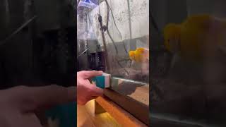 I Think Ill Name Him Popeye