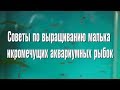 Советы по выращиванию малька икромечущих аквариумных рыбок