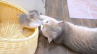 Piano kitten wants to leave the nest, but mom cat Xaxa convinces him to stay and play with siblings.