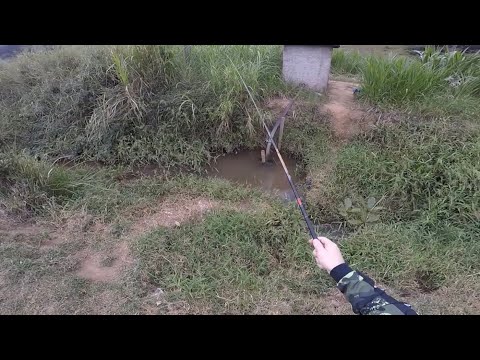Esse córrego quase não tem água, mas foi o suficiente para garantir a pescaria. Pesca de traíra!