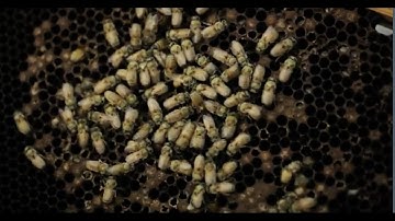 Are Bees Becoming Extinct?