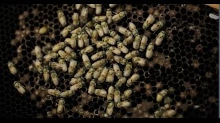 Are Bees Becoming Extinct?