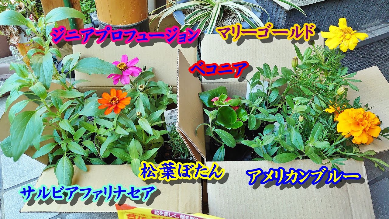 ガーデニング 初夏に花の寄植えを作る 21 マリーゴールド ベコニア ジニア アルビアetc Youtube ガーデニング 初夏に花の寄植えを作る 21 マリーゴールド ベコニア ジニア アルビアetc Youtube