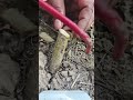 Teaching Smooth Cuts