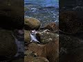Calm Sea Sounds for Deep Sleep