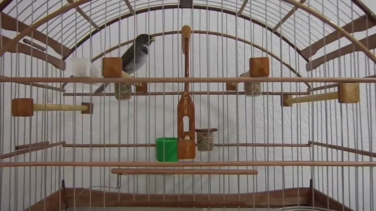 COLEIRO CANTO TUI TUI PURO PROFESSOR FULL HD 4K (Pega Fácil e rápido)