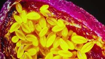 Levoit Core 400S Smart True HEPA Air Purifier