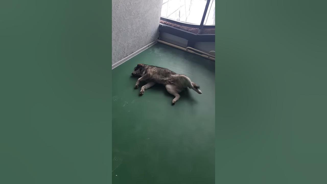 Раздвинул ноги - YouTube