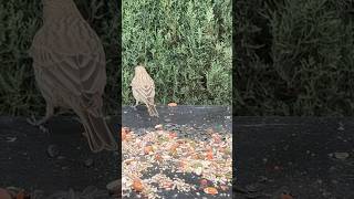 Mini Bird Adventures: Self Reflection Arc
