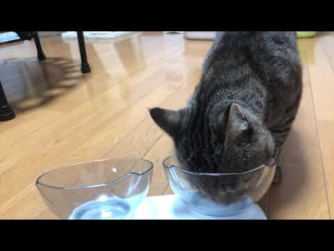手術前ライブ【元野良猫チュンパ君】グッバイタマタマ