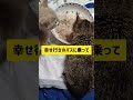 ボンちゃんは幸せ行きのバスに乗ってずっとのお家に行きました。むぎちゃんと最後のご飯タイム2025/10/26