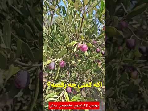 آربیکن ازنژاداسپانیایی مخصوص روغن گیری زیتون تقریباکم بوطبیعی وفرابکرشهرستان رودبار