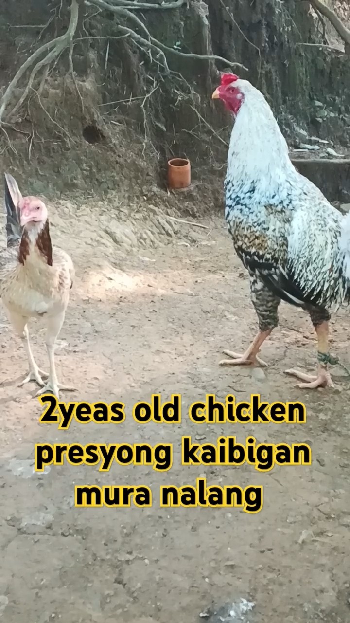 #chicken #green #shorts #province