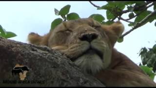 Around Africa Safaris Uganda Queen Elizabeth National Park Tree climbing Lions Balloon
