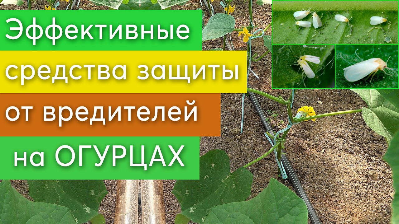 Эффективные препараты для защиты от вредителей на ОГУРЦАХ. - YouTube