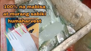 DIY NA NAPAKAMURANG SABIKI RIG'100%ANG FISH RATE HUMAHARVEST NG MATAMBAKA O BIG EYE SCAD