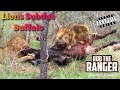 Lions Slowly Subdue A Buffalo Bull | Lion vs Buffalo | Intense African Safari Scene