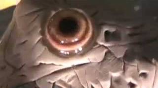 "IS ART IN THE EYE OF THE BEHOLDER