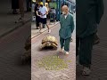 DISCOVER TOKYO GIANT TORTOISE BON~CHAN LOVES WALK#shorts #tokyo #japan #life #happiness #love #pets