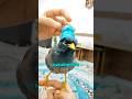 Щ Ш Шє Щ ЫЊЩ Ш ШіШ Щ ЪЇЩ Ъ Щ Ш Щ ШЁЩ ШіШ рџђ вќ пёЏ Щ ЫЊЩ Ш Birds ЩѕШ Щ ШЇЩ Mynah Shorts Щ Ш Шє Щ ЫЊЩ Ш ШіШ Щ ЪЇЩ Ъ Щ Ш Щ ШЁЩ ШіШ рџђ вќ пёЏ Щ ЫЊЩ Ш Birds ЩѕШ Щ ШЇЩ Mynah Shorts
