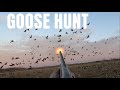 Goose hunt bernache du canada chasse  loutarde