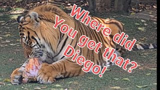 Will Tigers fight over meat? by michael jamison 6,465 views 4 months ago 10 minutes, 53 seconds