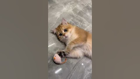 6 Pieces Catnip Mouse Cat Toy Pet Cats and Kittens Gift Toys soft mouse Catnip