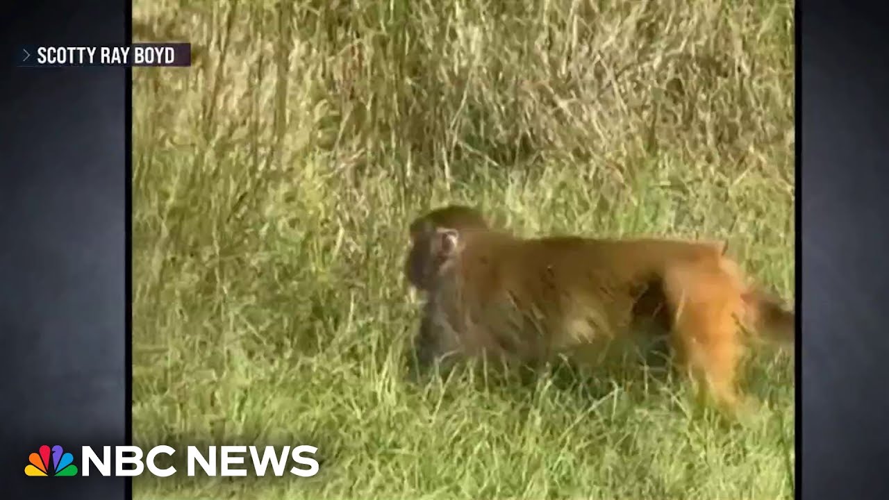 Officials searching for escaped research monkeys