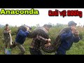 Cuộc Chiến Kinh Hoàng Với Quái Vật ANACONDA Khổng Lồ Dài 7m Nặng 200kg| khôi Tv