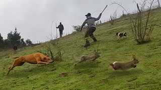 Cacería de Conejos en Florida Bio Bio | La mejor atrapada de la mestiza Conejeando