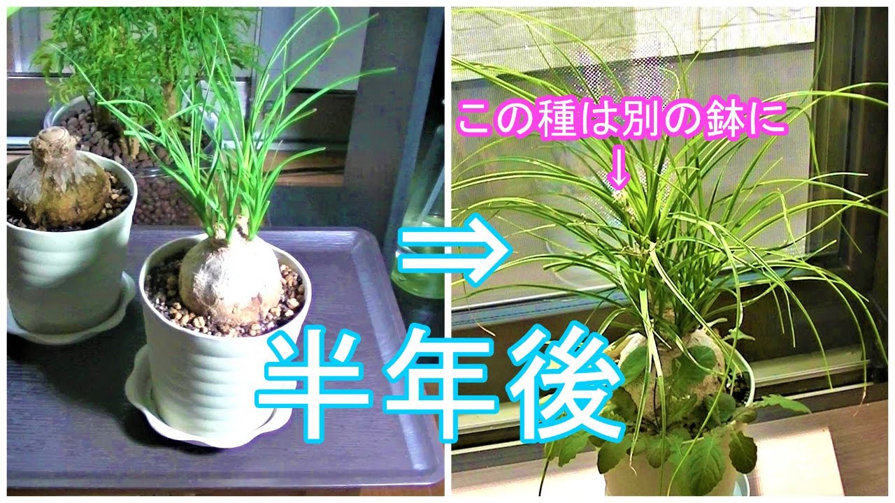 観葉植物 半年経ったトックリランとオニタビラコ Youtube