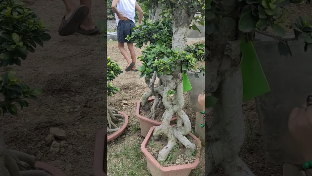 bonsai na napaka gaganda the best talaga