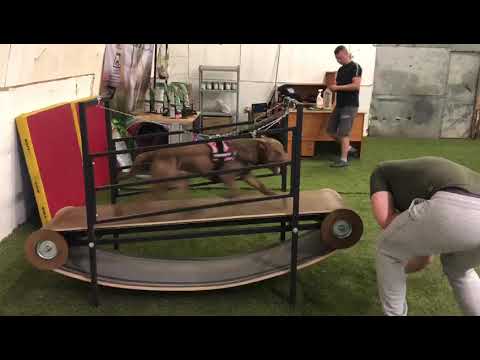 Dognik Bulls Coyle (11 мес) и механическая беговая дорожка