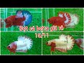 ĐỢT CÁ BETTA RED FACNY +  FCCP GIÁ RẺ NGÀY 15/11 || HẬU BETTA AG