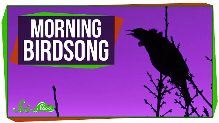 Why Do Birds Sing in the Morning? - DayDayNews