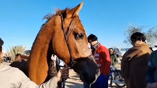 جولة في سوق النجف الاشرف البيع الخيول العربية الاصيلة يوم الجمعه(لاتنسى الاشتراك في القناة) 🐎🐎🐎🐎🐎🐎🐎🐎