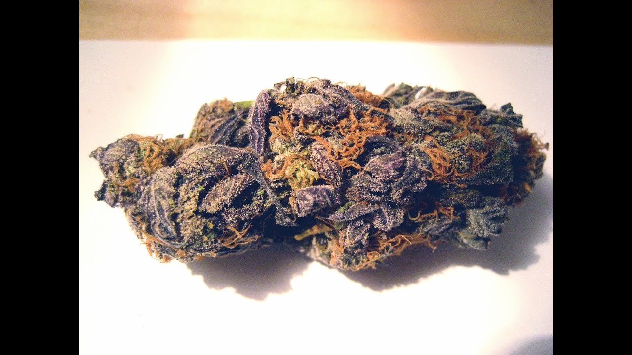 Purple OG Kush-THE MEDICAL CANNABIS REVIEW